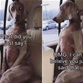 funny dog 2