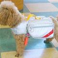 funny dog 1