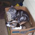 funny dog 5