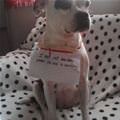 funny dog 3