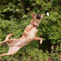 funny dog 5