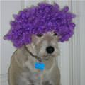 funny dog 3