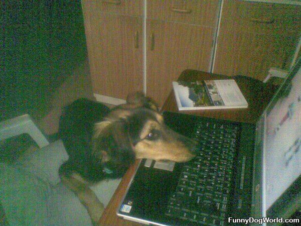 Checking Funnydogsite