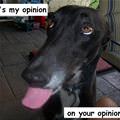 funny dog 3