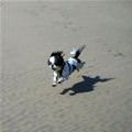 funny dog 4