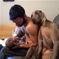 funny dog 1