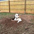 funny dog 1