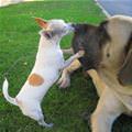 funny dog 1