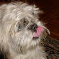 funny dog 5