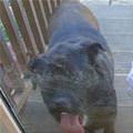 funny dog 3