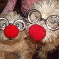 funny dog 1
