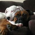 funny dog 3