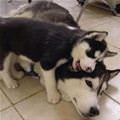 funny dog 4