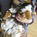 funny dog 1