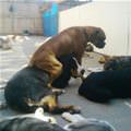 funny dog 3