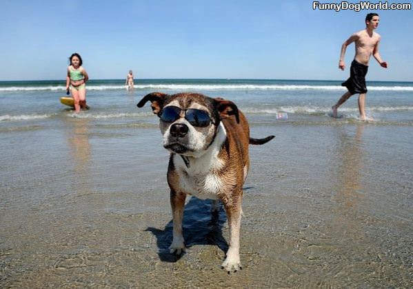 Cool Beach Dog