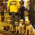 funny dog 4