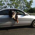 funny dog 4