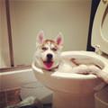 funny dog 4