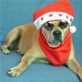 funny dog 1