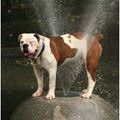 funny dog 2