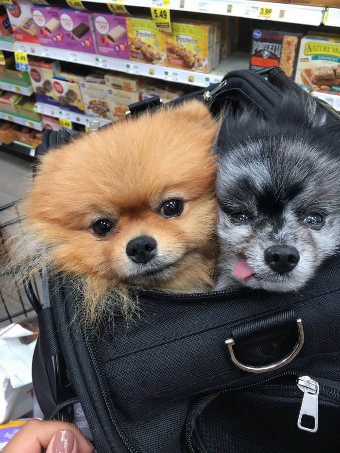 Couple Of Dogs In A Bag