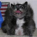 funny dog 2