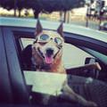 funny dog 2