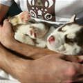 funny dog 1