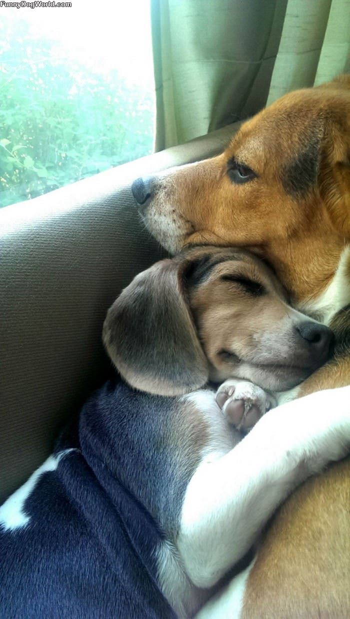 Cuddled In Together