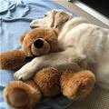 funny dog 1