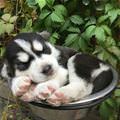 funny dog 4