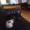 funny dog 3