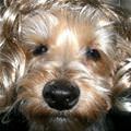 funny dog 3