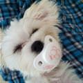 funny dog 3