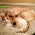 funny dog 5