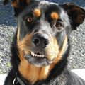 funny dog 1