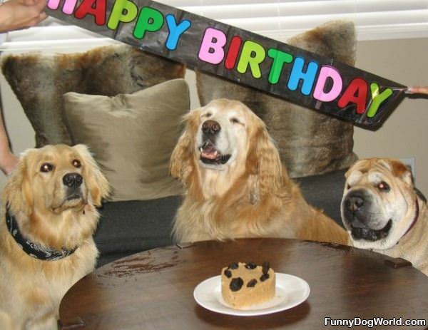 Cute Dogs Birthday