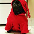 funny dog 5