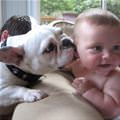funny dog 1