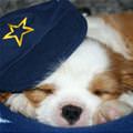 funny dog 2