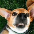 funny dog 2
