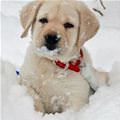 funny dog 2