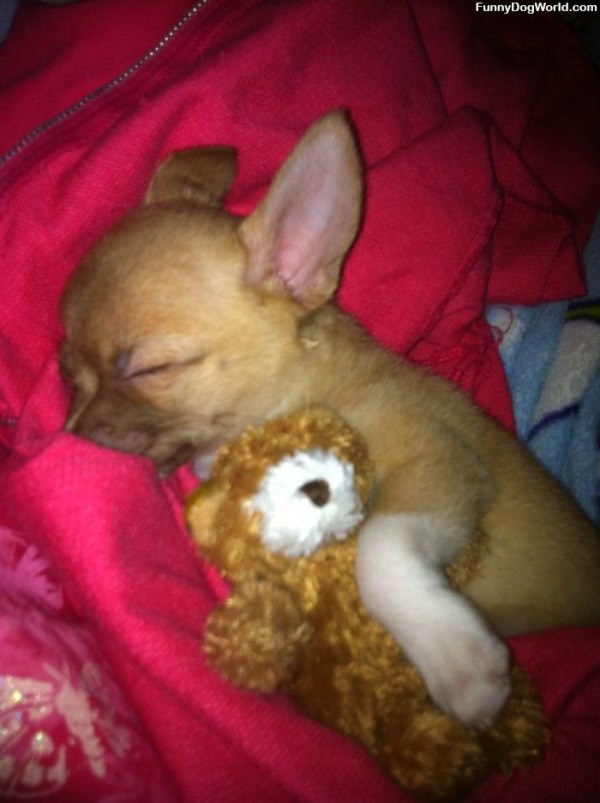 Cute Toby Sleeping
