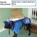 funny dog 2