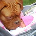 funny dog 5