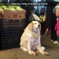 funny dog 4