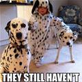 funny dog 3