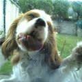 funny dog 3