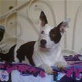 funny dog 2
